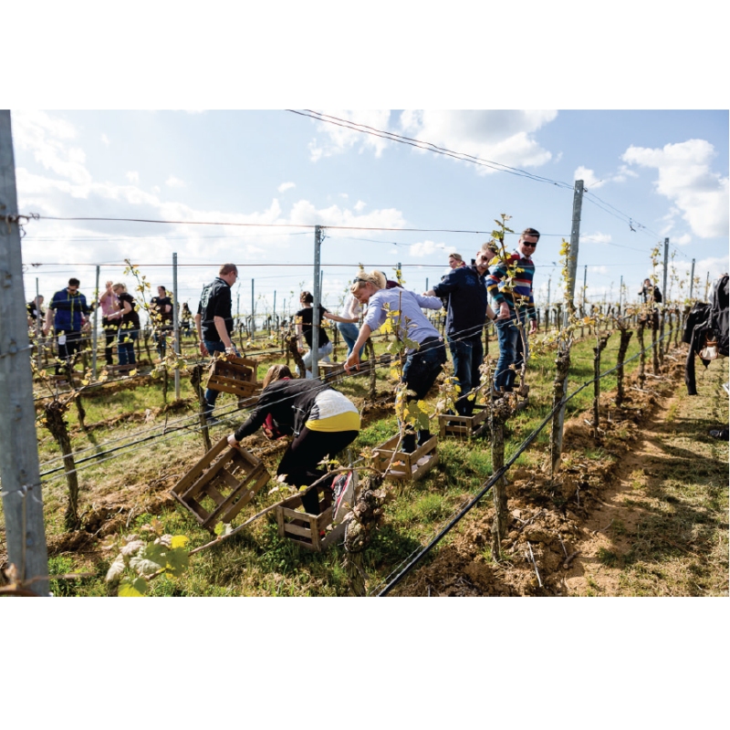 Teamevent im Weinberg - Wunschtermin anfragen