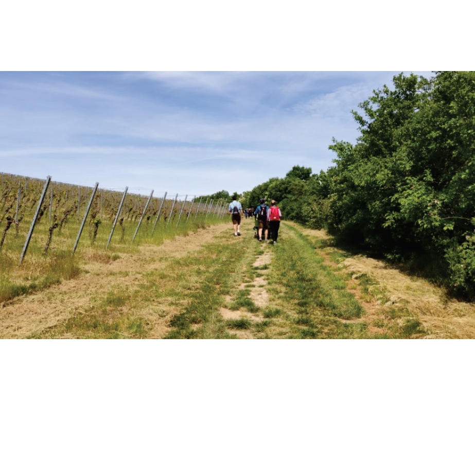 Picknickrucksack mit Wein und Gebäck